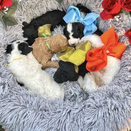 Poodle Puppies from QaeQae Pups