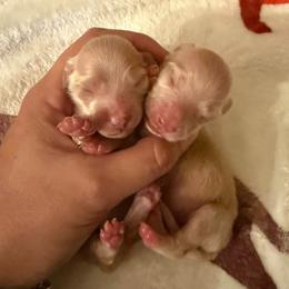 Dachshund puppies from Heavenly Heritage Dachshunds and Doods