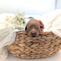 Creamsicle - Red  male Goldendoodle puppy in Blackfoot, Idaho from Riverside Poodles