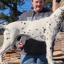 Dalmatians from Fable Creek Dalmatians