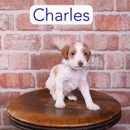 Charles - Apricot male Goldendoodle puppy in Calhoun, Georgia from Happy Top Doodles