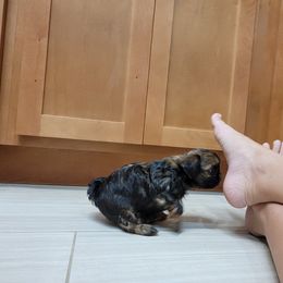 Shih Tzu Puppies from Chimera Shih Tzu