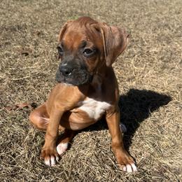 Riley - Fawn female Boxer puppy in Ocala, Florida from Bowers Boxers