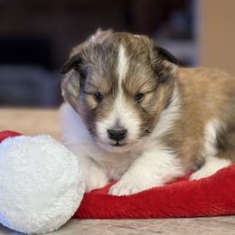 Anna - Shetland Sheepdog puppy from Kochar Shelties