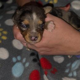 Wraith - Blue merle male Miniature Australian Shepherd puppy in Arlington, Texas from CopperHead Aussies