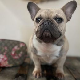 French Bulldogs from Arrow Dynamic Frenchies