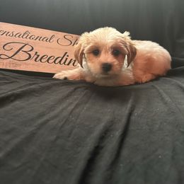 Pink Collar - Gold and white female Shorkie puppy in Staten Island, New York from Sensational Shorkies
