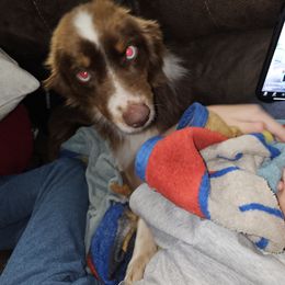 Australian Shepherd All Grown Up from Josh Courville