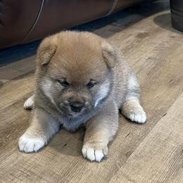 Girl 2 - Red female Shiba Inu puppy in Milton, Florida from Moonlight Shibas