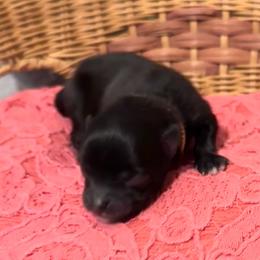 Orange - Black female Pomeranian puppy in Eden, North Carolina from Whippoorwill Pomeranians