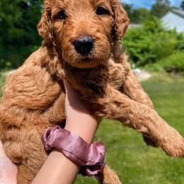 "Red (male)" Goldendoodle Puppies from Goshen Doodles