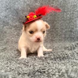 Daisy - Cream female Chihuahua puppy in Seneca, Missouri from Stephanie’s Puppy Colony