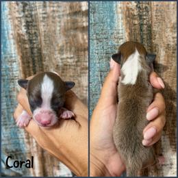 Coral - Red female Pembroke Welsh Corgi puppy in Berea, Kentucky from SunShine Corgis