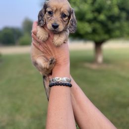 Dachshund Puppies from Faith Ann's Dachshunds