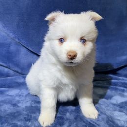 Meringue - White female Pomsky puppy in Hudson, New Hampshire from Granite State Pomskies