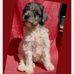 Moon Mist - Parti female Goldendoodle puppy in Sterling, Connecticut from Justine’s Retrievers and Doodles