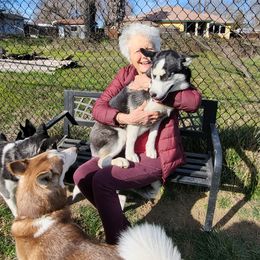 Siberian Husky Puppies from Phresh Pharm Husky Ranch