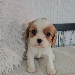 Blush Rosalie - Blenheim female Cavalier King Charles Spaniel puppy in Decatur, Illinois from Petite Pups
