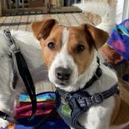 Anatolian Shepherd Dogs and Russell Terriers from SUBLIME JACKS N ANATOLIANS