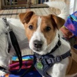 Anatolian Shepherd Dogs and Russell Terriers from SUBLIME JACKS N ANATOLIANS