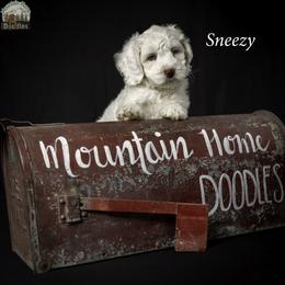 Sneezy - Chalk male Australian Labradoodle puppy in Cashmere, Washington from Mountain Home Doodles