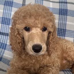 Poodles from K & A Standard Poodles