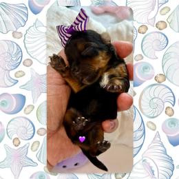 Darling - Black and tan female Yorkshire Terrier puppy in Annandale, Virginia from Artisan Yorkies LLC