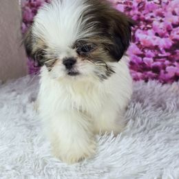 Noodle - Tricolor male Shih Tzu puppy in Hialeah, Florida from Shih Tzu Miami