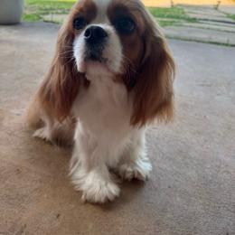 Ashtyn - Cavalier King Charles Spaniel