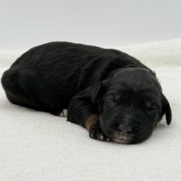 Diana - Phantom female Bernedoodle puppy in Bellville, Ohio from Bernedoodle Buddies