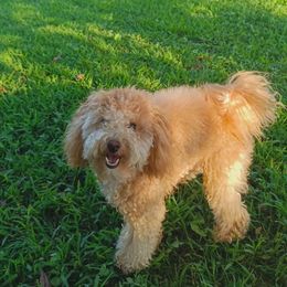 Marlow - Poodle
