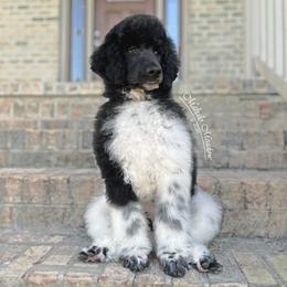 Scottie - Parti male Poodle puppy in Suffolk, Virginia from Mahalo Meadow Farm