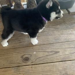 Siberian Husky Puppies from TRUHUSKY SIBERIANS