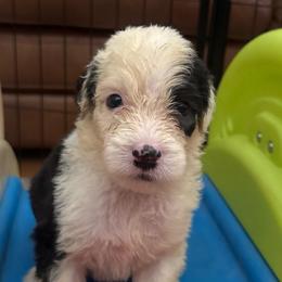 Pink - Gray and white female Old English Sheepdog puppy in Iowa from Midwest Puppy Paws