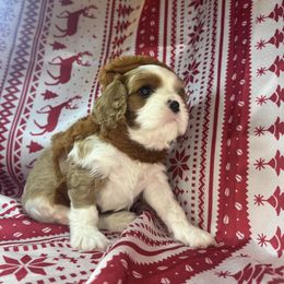 Rudolf - Blenheim male Cavalier King Charles Spaniel puppy in Sandy, Utah from Wasatch Cavaliers