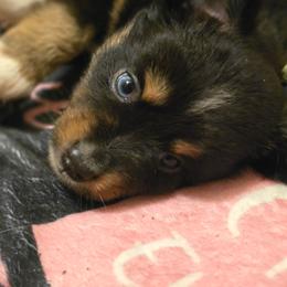 Vegeta - Black tri male Miniature Australian Shepherd puppy in Arlington, Texas from CopperHead Aussies