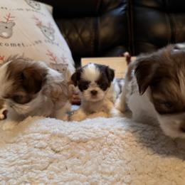 Shih Tzu Puppies from Wood Foo Breeders