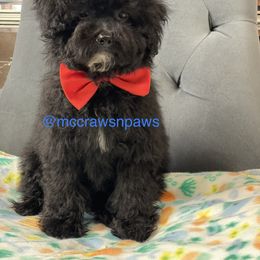 Cavapoo, Maltipoo, and Poodle Puppies from McCraws N Paws