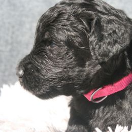 Aussiedoodle Puppies from Stephanie Taylor