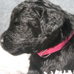 Aussiedoodle Puppies from Stephanie Taylor