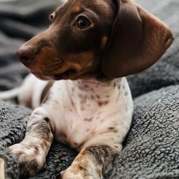 Dachshunds from Sweettooth Minis