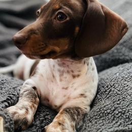 Dachshunds from Sweettooth Minis
