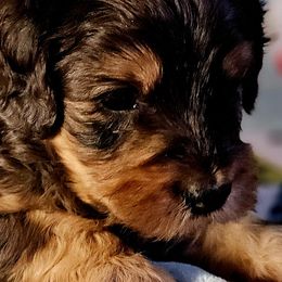Cavalier King Charles Spaniels and Cavapoos from Tru Cuddle Pups