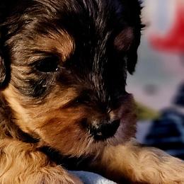 Cavalier King Charles Spaniels and Cavapoos from Tru Cuddle Pups