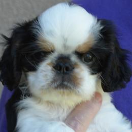 English Toy Spaniel and French Bulldog Puppies from Renaissance French Bulldogs and English Toy Spaniels