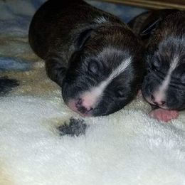 American Pit Bull Terrier Puppies from Kaotic APBTs