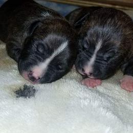 American Pit Bull Terrier Puppies from Kaotic APBTs