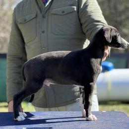 Blake - Black male Whippet puppy in Sugar Valley, Georgia from Pinnacle Farm and Kennel