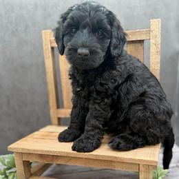 Aretha - Black female Australian Labradoodle puppy in Denton, Texas from Liberty Hill Labradoodles