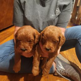 Goldendoodle Puppies from Teddy Doods